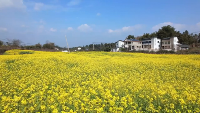 重庆铜梁：千亩油菜花盛开